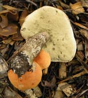 the tube layer is not as depressed near the stem as in the species aurantiacum. Leccinum insigne.